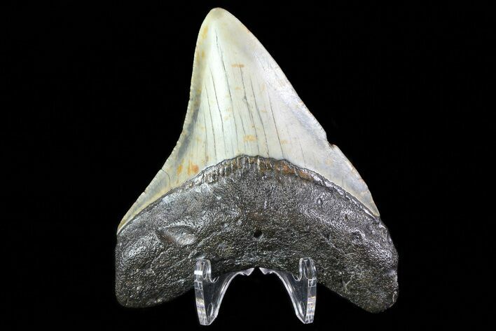 Fossil Megalodon Tooth - North Carolina #80833
